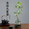 Planta Hidropónica Flor Jiulixiang Planta Verde Interior Qilixiang Maceta Jazmín Escritorio de Oficina Planta Perezosa Cultivada en Agua