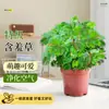 Plantas de Mimosa em Vasos para Uso Interno em Salas de Estar, Mesas de Escritório e como Plantas Verdes Pequenas Divertidas e Fofas para Crianças em Jardins de Infância