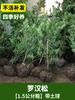 Venta al por mayor de plántulas de Podocarpus Plántulas en maceta Podocarpus Lengua de Gorrión Pequeño Diamante Dorado Árbol Estilo Jardín Pino de Bienvenida