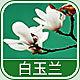 4332 - 白玉兰香精
