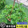 Clorofito Peonía con Capullos Planta Colgante en Maceta Planta de Interior Balcón Florece en Todas las Estaciones para Purificar el Aire y Absorber Formaldehído Plantas Verdes