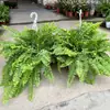 Helecho de Boston Planta en Maceta, Planta Verde en Maceta Grande Colgante, Fácil de Mantener en Interiores, Perenne Todo el Año, Helecho de Boston Dorado, Helecho Rey