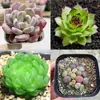 Base de planta suculenta autoproducida y autovendida al por mayor suculentas pequeñas combinación de flores plantas en maceta plantas carnosas Lithops Haworthia