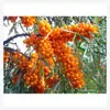 Semillas de Espino Marítimo, Semillas de Espino Marítimo de Fruto Grande, Frutas Fáciles de Cultivar en Todas las Estaciones, Semillas de Árbol de Espino Marítimo Plantadas en el Sur y el Norte