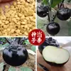 Semillas de Berenjena Rápida Dragón Negro al por Mayor Huerto Huerta Temprana Carne Fina Berenjena Morada Semillas de Verdura