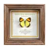 Marco de Fotos con Foto de Mariposa Real Pintura Decorativa Estilo Europeo Marco de Fotos Vintage Decoración de Mesa Adorno para Muebles Regalo de Cumpleaños Presente