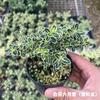Phnom Penh Junho Neve com Bonsai de Pedra, Raiz Flor Branca e Flor Vermelha Junho Neve Vaso de Planta de Penhasco Mini Forma Micro Bonsai