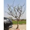 Ramas de árbol secas para paisajismo, árboles de los deseos, árboles muertos, decoraciones de patios interiores, ramas de árbol, troncos y árboles decorativos.