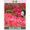 Dropshipping de plantones de azalea de doble temporada que florecen el mismo año, plantones de rododendro plantados en el sur y el norte, resistentes al frío y a las heladas.