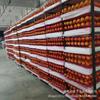 Modelo de fruta de simulação ramo de romã decoração acessórios de romã