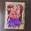 Bolsa de Materiales DIY Flor Seca Inmortal Tuanjian Marco de Fotos Pintura Tarjeta de Felicitación Tuanfan Ramo Pequeño Hecho a Mano Flor Real Bolsa de Flores en Relieve