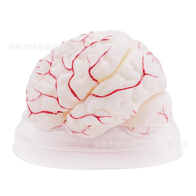 脑解剖模型8件套-3