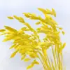Flores Eternas Erva da Pequena Esperança Flores Secas Flores Verdadeiras Branqueamento Cor acessórios de buquê absorção de cor Erva da Pequena Esperança Fábrica de Yunnan Atacado Flores Eternas