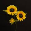 Girasol amarillo de 3 cabezas para salón de bodas, decoración suave, flores falsas hechas a mano, adornos para sala de estar, accesorios de fotografía