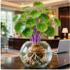 Planta trepadora de tortuga de montaña hidropónica para escritorio de oficina, fácil de cultivar, planta de follaje verde, planta en maceta con bombilla dorada no reemplazable