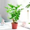 Plántulas de Jazmín en Maceta de Doble Floración, Balcón Interior con Aroma Fuerte con Capullos, Plantas de Flor de Fácil Cultivo que Florecen en Todas las Estaciones