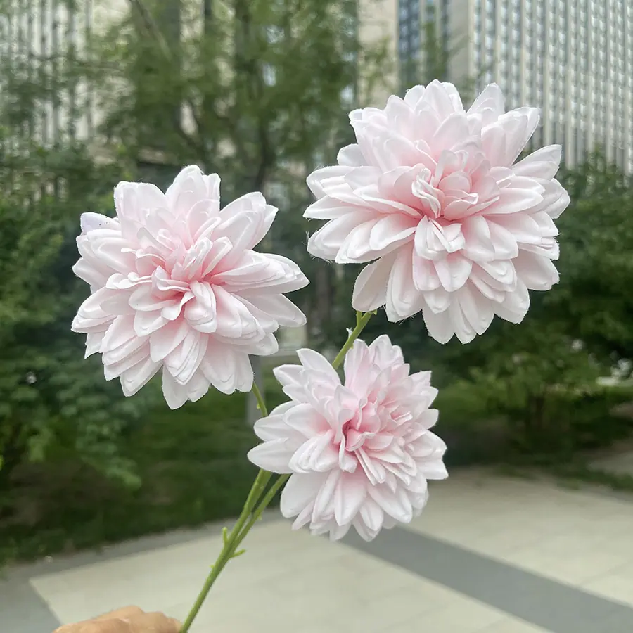 3头炫彩锦绣-xwmhx-浅粉.JPG