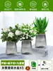 Ciudad sin Noche Planta de Aloe Vera en Maceta Planta Verde Purificadora de Aire de Interior Suculenta para Escritorio de Oficina Flor de Cuatro Estaciones Cactus Plántula de Aloe Vera