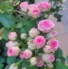 Envío Directo de Una Pieza Plántulas de Rosa Grande para Desfiles Trepadora para Balcón Rosa Trepadora de Cuatro Estaciones Planta Trepadora Rosa Planta de Rosa en Maceta