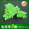 Plantas aquáticas lentilhas d'água, plantas de purificação tradicionais para aquário, esconderijo para tanque de tartaruga, jacinto d'água hidropônico, plantas aquáticas flutuantes para aquário