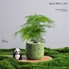 Árbol del Dinero Planta en Maceta Decoración Creativa de Planta para Escritorio Flor y Planta Verde para Oficina Adorno Hiedra Coco Rico Verde Bonsái Pequeño