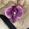 Horquilla Phalaenopsis Verde Menta Inteligente de Hada para Mujer, Pinza Lateral para Flequillo de Primavera y Verano, Accesorios para el Cabello de Alta Calidad para la Costa, Tocados