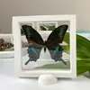 Marco de Fotos con Espécimen de Mariposa Verdadera Cinturón Verde Mariposa Cuifeng Pintura Decorativa Pintura Colgante Adornos Puesto de Regalo de Educación Popular Científica Obtener Artículos