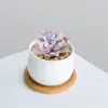 Combinación de Plantas Suculentas Pequeñas en Maceta para Interiores Suculentas Fáciles de Cuidar Plantas Verdes de Escritorio Flores con Maceta Paquete para Principiantes
