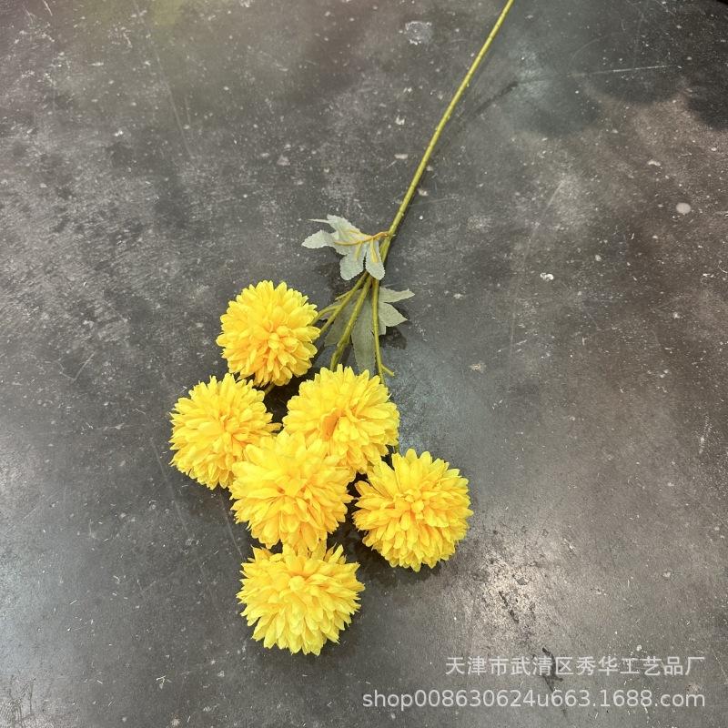 6头球菊黄色