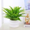 Dropshipping Helecho Nido de Ave Helecho en Maceta Follaje de Interior Planta Verde Flor Sala de Estar Oficina Escritorio de Empresa Planta Novedad