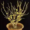 Planta de Flor en Maceta de Brote de Dulce Invierno para Uso en Interiores y Jardín, Florece Todo el Año, Flor de Ciruelo Fragante, Planta Verde de Bonsái de Tronco Viejo Resistente
