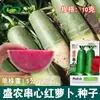 Sementes de Cenoura Chuan Xin Sheng Nong Campo Agrícola Horta Resistente ao Armazenamento Chuan Xin Vermelha Macia Crocante Núcleo Vermelho Crocante Doce Sementes de Cenoura