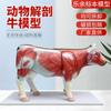 Fábrica de atacado modelo de simulação de vaca ZM1305 modelo de anatomia de vaca modelo de vaca destacável para ensino biológico em estoque