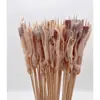 Brochetas pequeñas al por mayor para barbacoa de mercado nocturno, selección completa de brochetas calientes y frías, brochetas fritas, productos semiacabados, pollo Bobo y brochetas de cordero