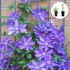 Planta Trepadora Clematis, Planta Verde Resistente para Patio, Plántulas de Flores en Maceta, Moneda de Plata Utópica, Planta Verde de Patio Interior