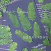 Hojas de Metasequoia glyptostroboides hojas repujadas flores secas y flores especímenes de plantas pegatinas hechas a mano para niños pegamento de gota materiales para marcapáginas diy