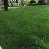 Semillas de Césped, Pasto de Centeno, Semillas de Césped Verde de Cuatro Estaciones, Semillas de Césped Mixto, Festuca Alta, Semillas de Césped Mixto de Festuca Azul, Semillas de Césped para Protección de Taludes