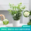 Planta de Semillero de Jazmín Cabeza de Tigre en Maceta Sala de Estar Doble Pétalo Espécimen Antiguo Fragancia Fuerte Gardenia Jiulixiang Planta Fácil de Cultivar en Cuatro Estaciones Planta Verde