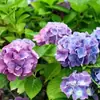 Mudas de Hortênsia Verão Infinito Plantas em Vasos, Florescendo o Ano Todo, Flores Resistentes para Jardim de Varanda Interna