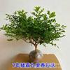 Jiumu Xiang en maceta, Bonsái de Jiumu Xiang, Planta verde purificadora de aire para interior, balcón, oficina, Planta repelente de mosquitos