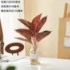 Polvo de Oro Siempre Verde Planta Verde de Interior para Balcón Planta en Maceta de Escritorio para Oficina Purifica el Aire y Absorbe Formaldehído, Fácil de Mantener para Personas Perezosas