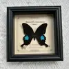 Marco de Fotos con Foto de Espécimen de Mariposa Real Elegante Madera Decorativa Pintura Muebles para el Hogar Marco de Fotos Retro Europeo Mesa Regalo de Cumpleaños