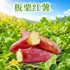 Batata Dulce de Castaña de Lintong, Shaanxi - Entrega 3/5/ 4.5kg - Fresca, Dulce, Pegajosa, Fragante Raíz de Batata Dulce, Ingredientes Frescos de Verdura