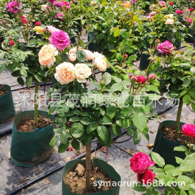 2厘米粗左右多色月季09JPG