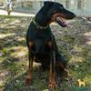 En stock Collar para Perro Desmontable Ajustable Cadena de Acero Inoxidable Cadena Estimulante para Entrenamiento de Perros Collar para el Cuello Cuello Productos para Mascotas Collar