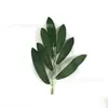 Productos de Venta Caliente Transfronterizos: Varios Estilos de Hojas de Rosa, Plantas Verdes Artificiales, Hojas de Plantas Acuáticas, Arreglos Florales Hechos a Mano para Bricolaje, Accesorios de Decoración para Paredes de Flores