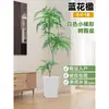 Planta Viva Jacaranda Sala de Estar Planta Grande en Maceta Interior Fácil de Mantener de Pie Flor Real Paisaje Jardinería para Absorber Formaldehído