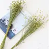 Ins Ramo de flores secas DIY flor de polvo fresca pequeña Nórdico Amazon pequeño Junco Yunnan flor seca al por mayor