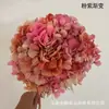 Hortênsia de Folha Grande PereneFlores de Hortênsia Perenes Vendidas por Quilograma