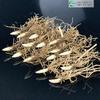 Una pieza de Dropshipping con Capullos, Bulbos de Flor de Lirio de los Valles, Plantas En Maceta Resistentes al Frío, Plantas Verdes de Balcón de Cuatro Estaciones para Interior y Patio, Fáciles de Vivir y Gruesas